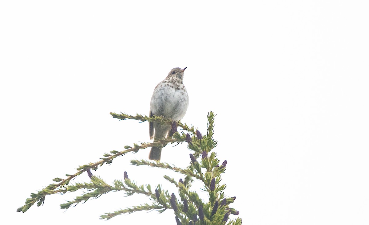 Hermit Thrush - ML638572021