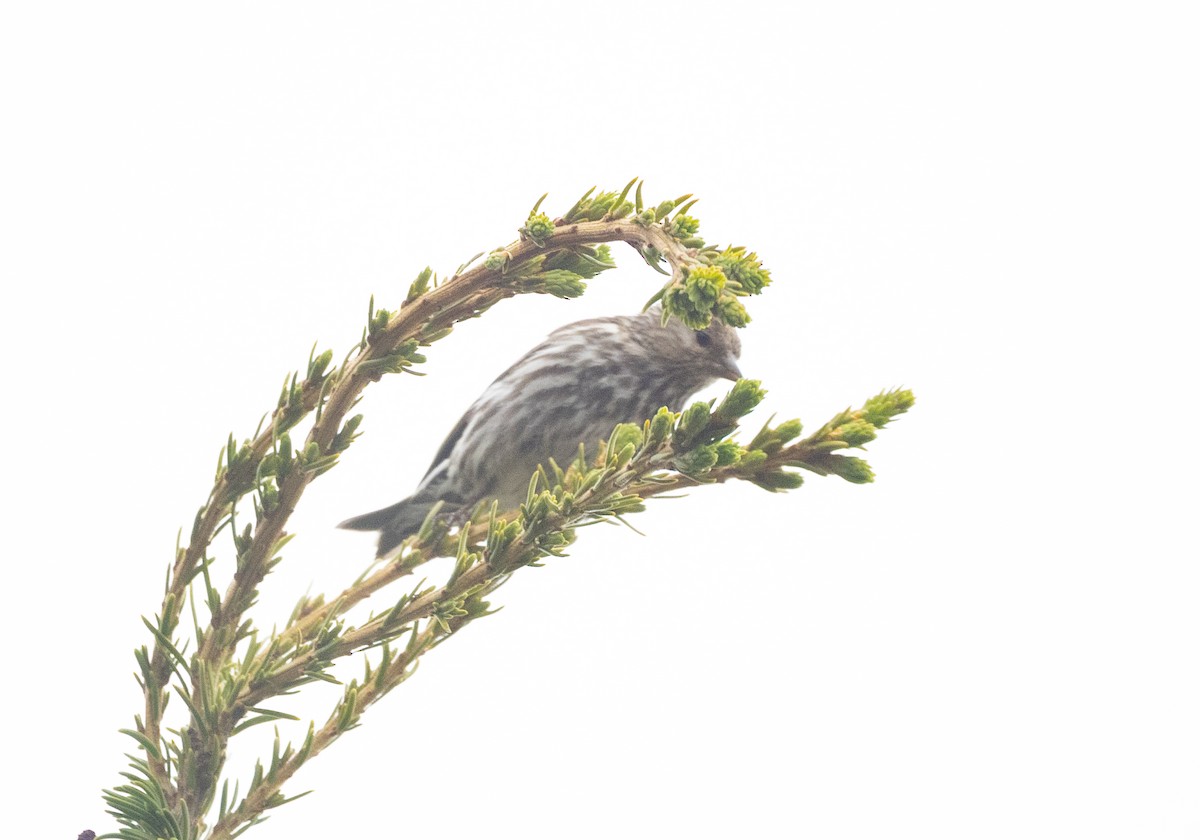 Pine Siskin - ML638572034