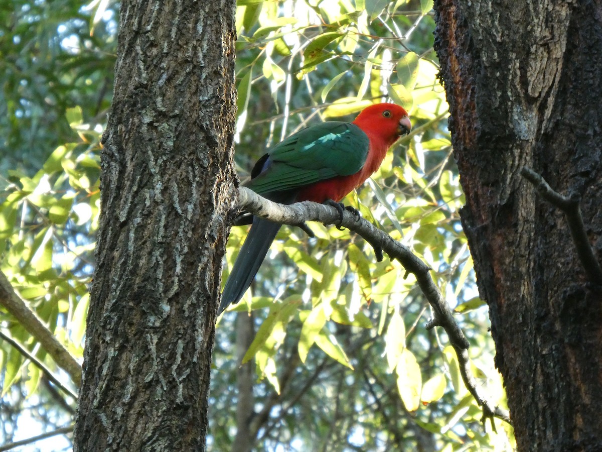 Papagayo Australiano - ML638572084