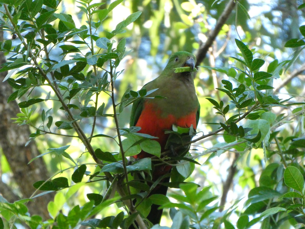 Papagayo Australiano - ML638572085