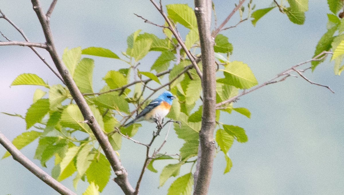 Lazuli Bunting - ML638572110