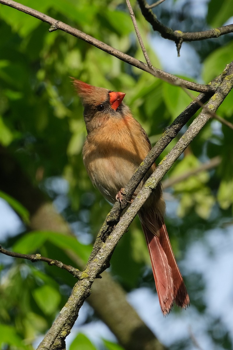 Northern Cardinal - ML638572113