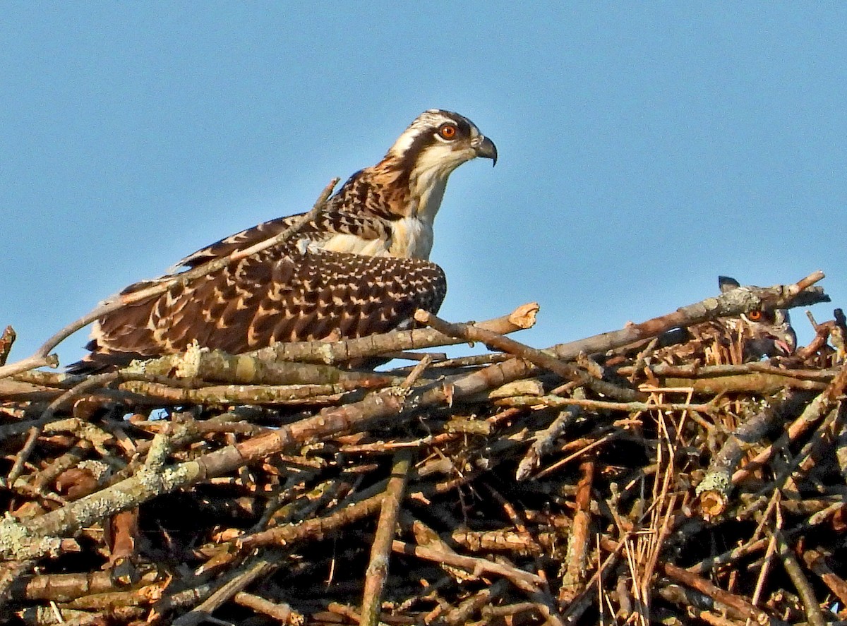 Osprey - ML638572125