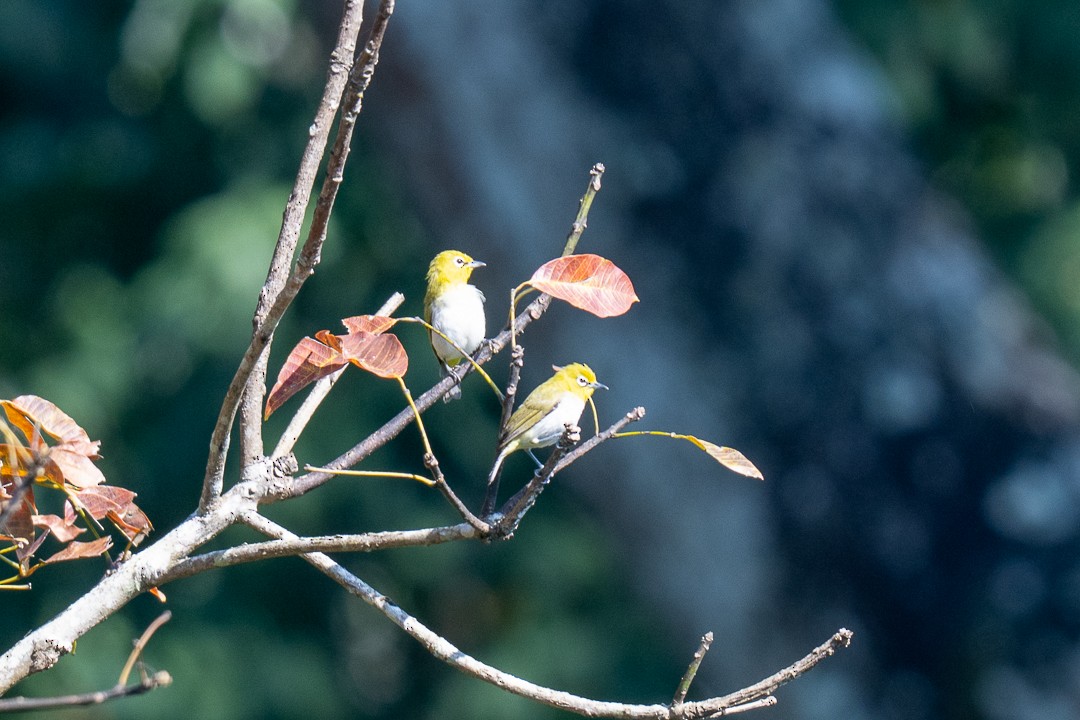 Ashy-bellied White-eye - ML638572126