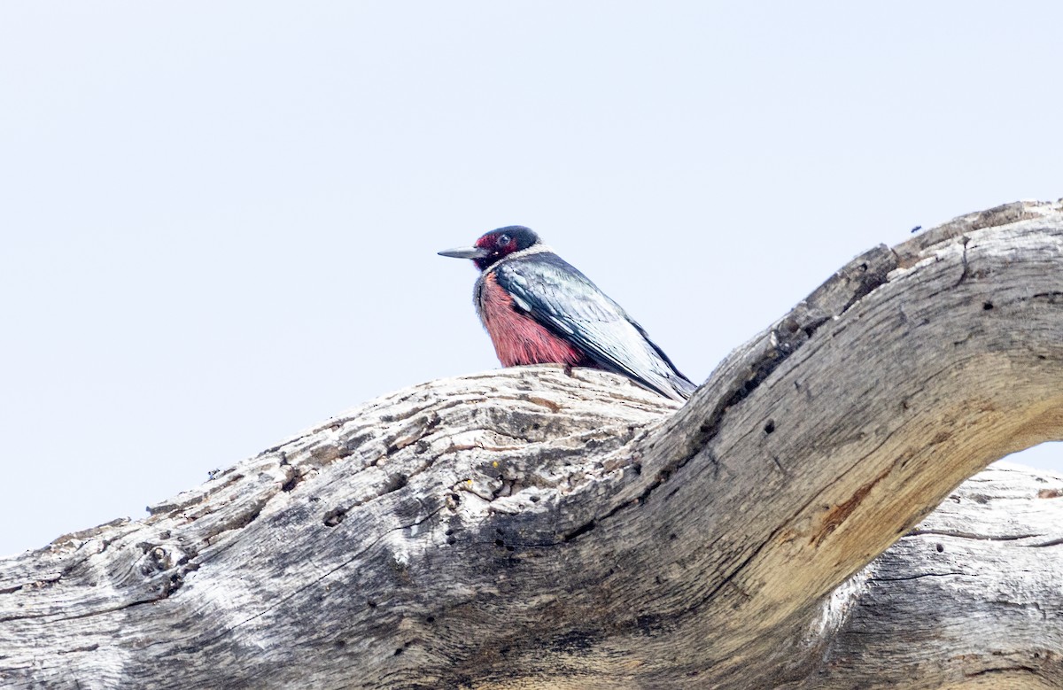 Lewis's Woodpecker - ML638572127