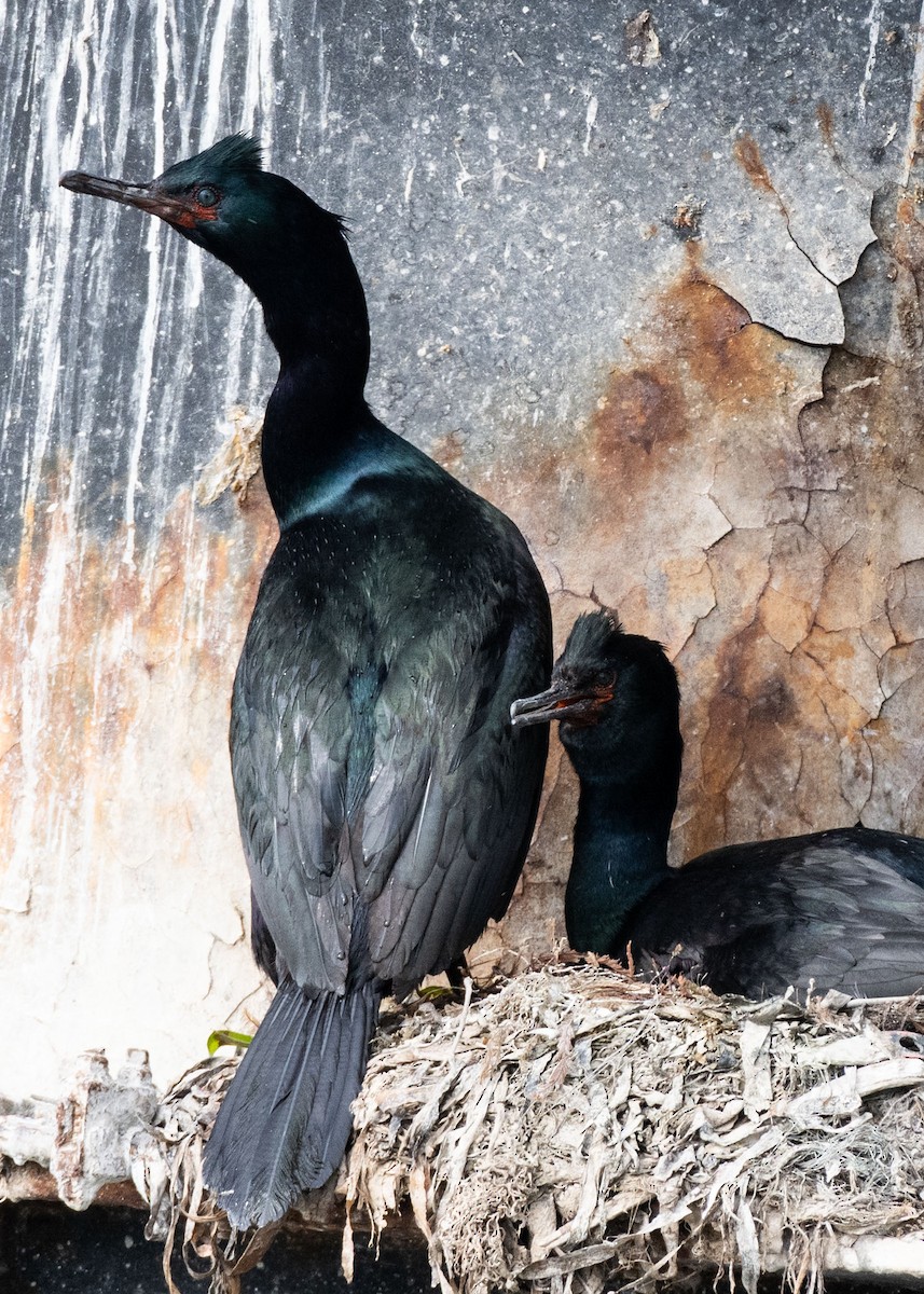 Pelagic Cormorant - ML638572129