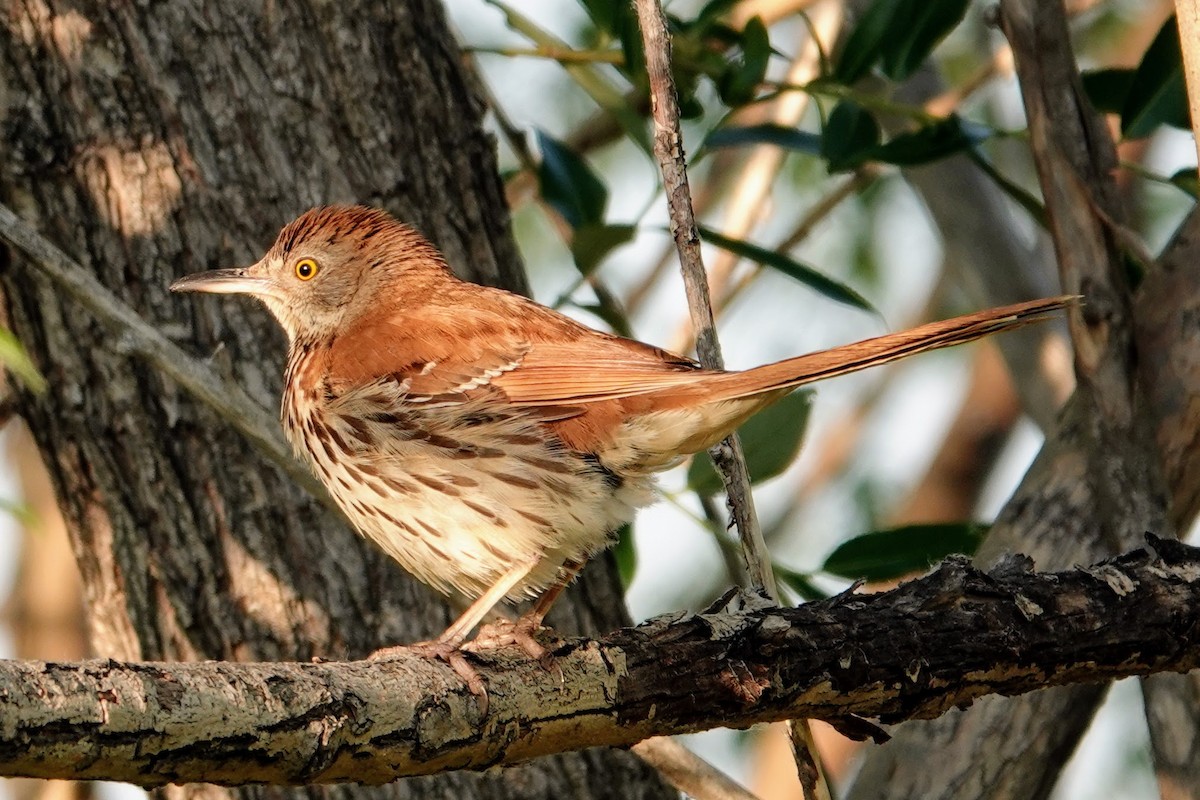 Brown Thrasher - ML638572130