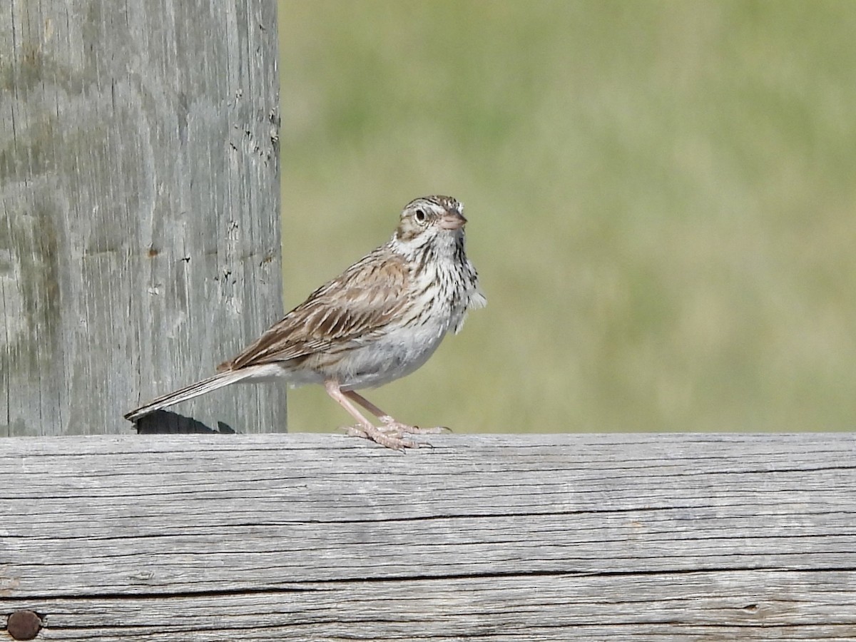 Vesper Sparrow - ML638572131