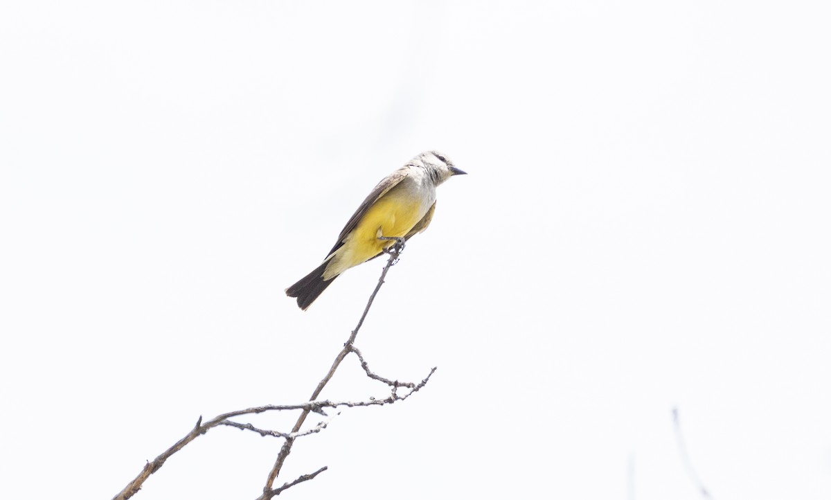 Western Kingbird - ML638572135