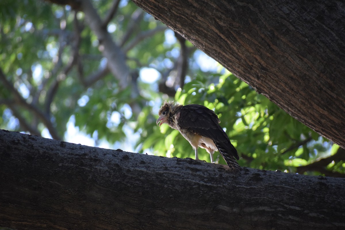 Yellow-headed Caracara - ML638572137
