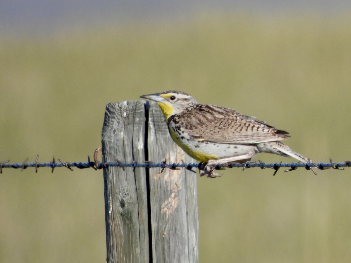 Western Meadowlark - ML638572138