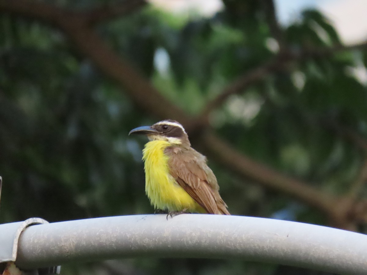 Boat-billed Flycatcher - ML638572140