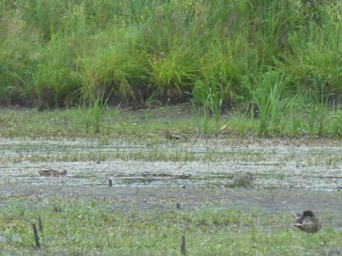 Black-bellied Whistling-Duck - ML638572141