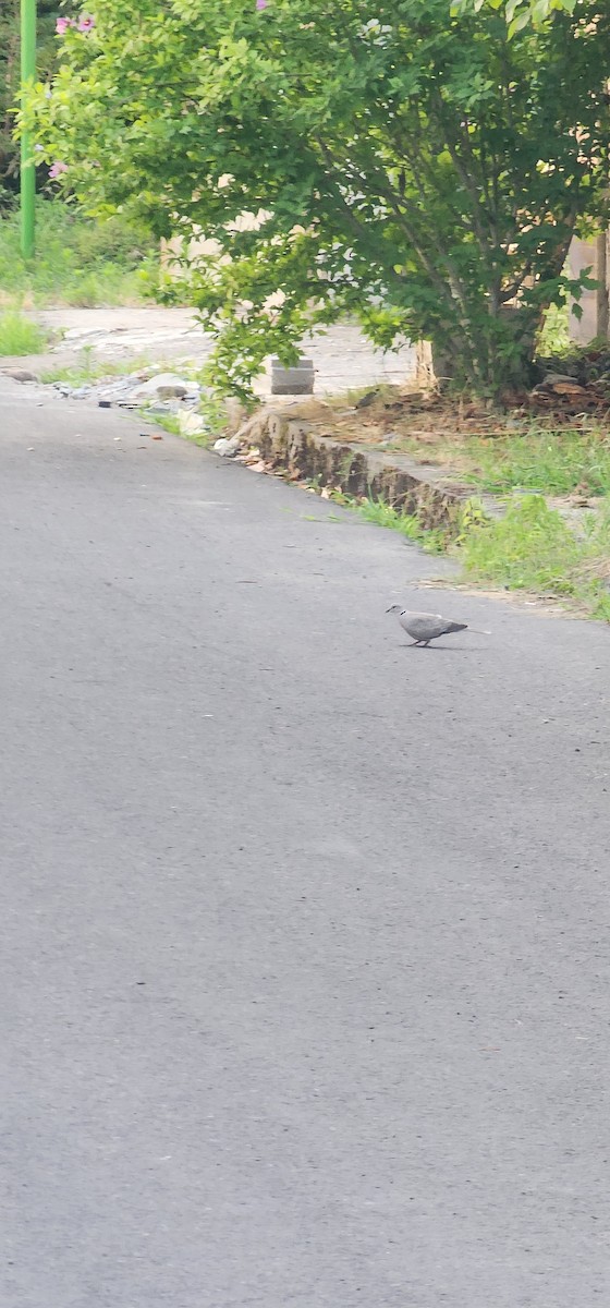 Eurasian Collared-Dove - ML638572143