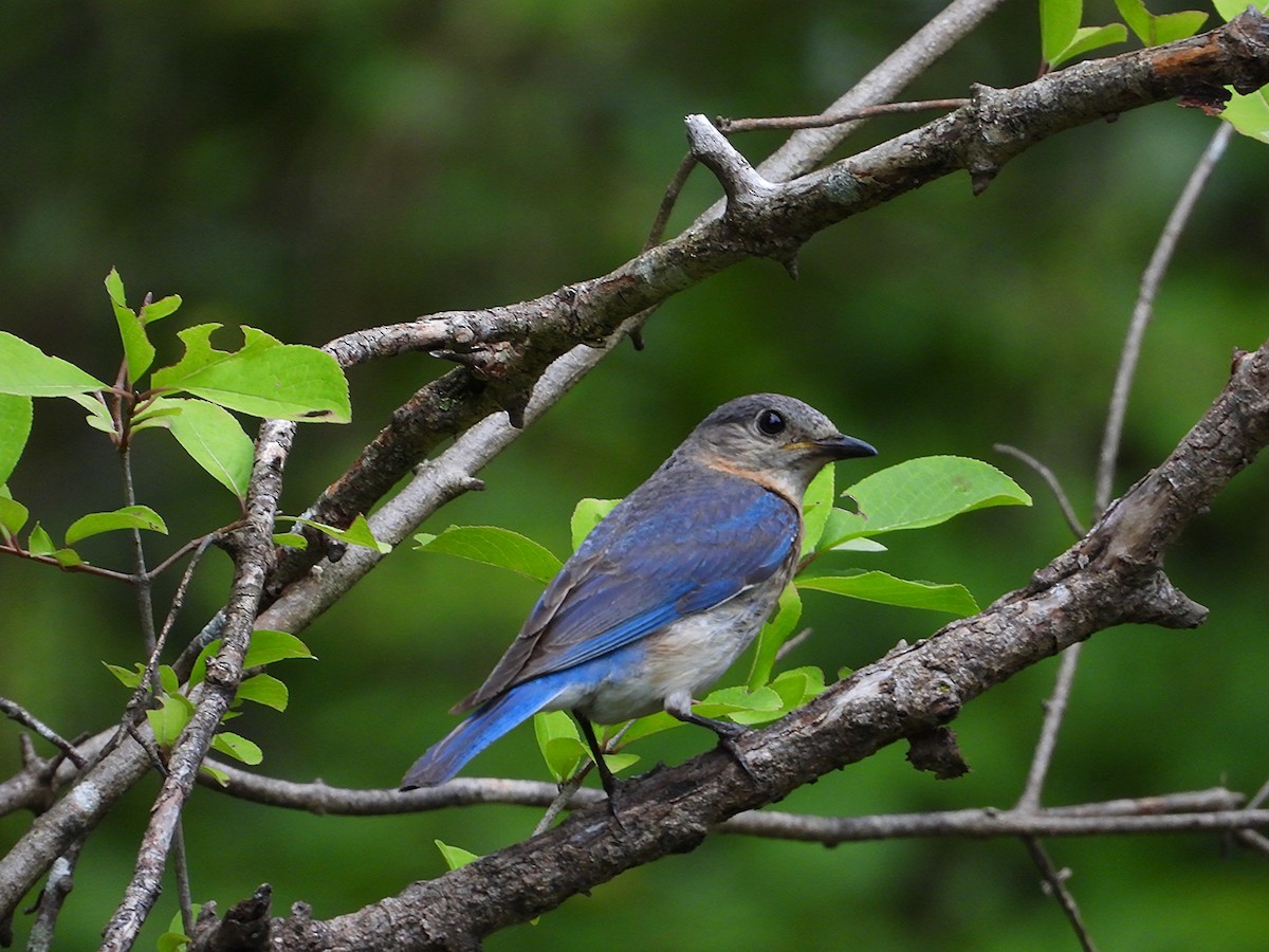 Eastern Bluebird - ML638572145