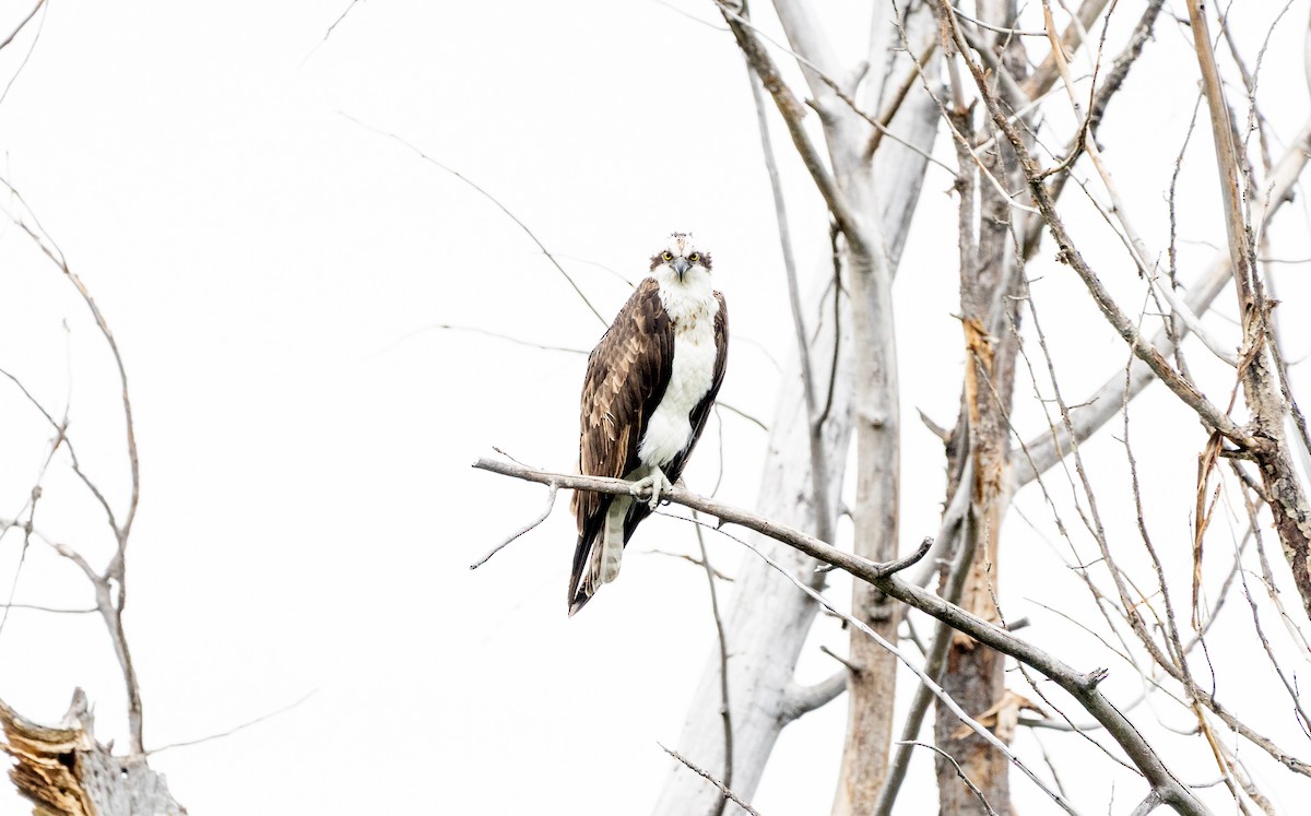 Osprey - ML638572147