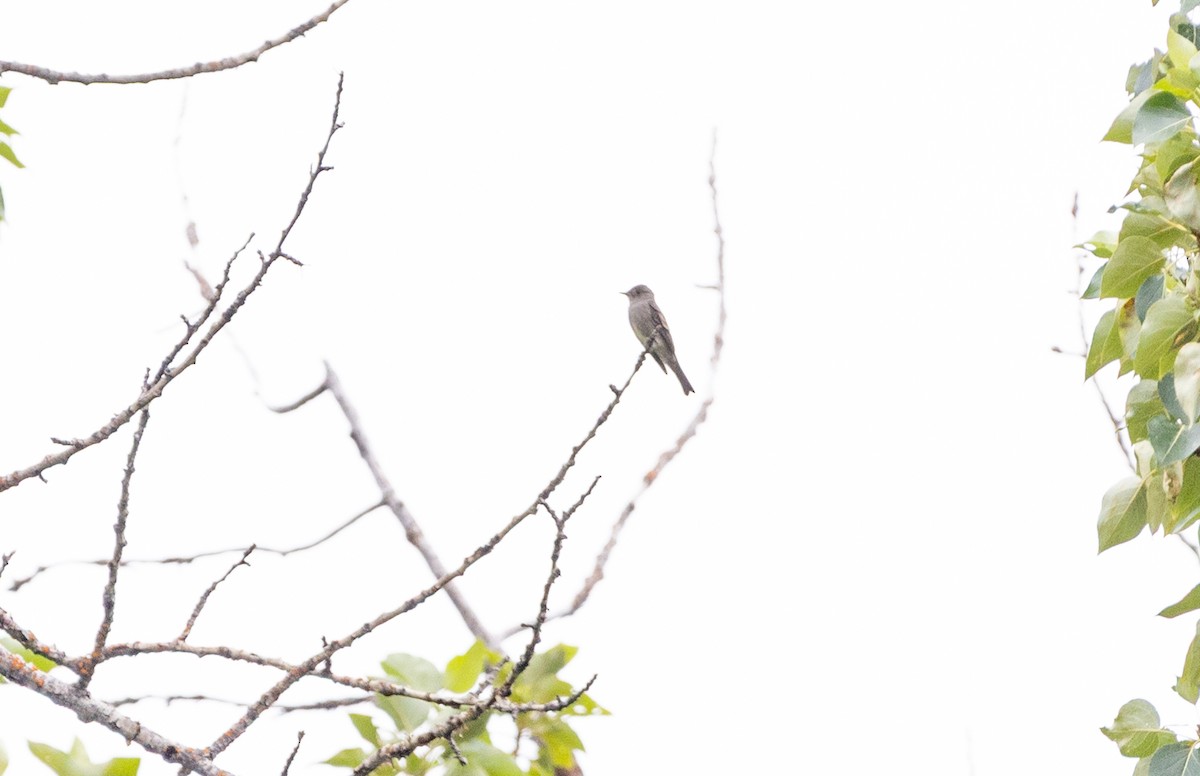 Western Wood-Pewee - ML638572148
