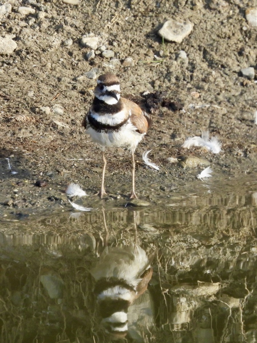 Killdeer - ML638572149