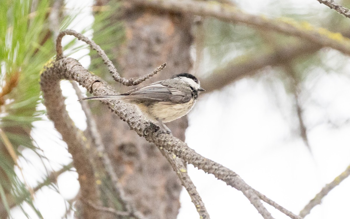 Black-capped Chickadee - ML638572151