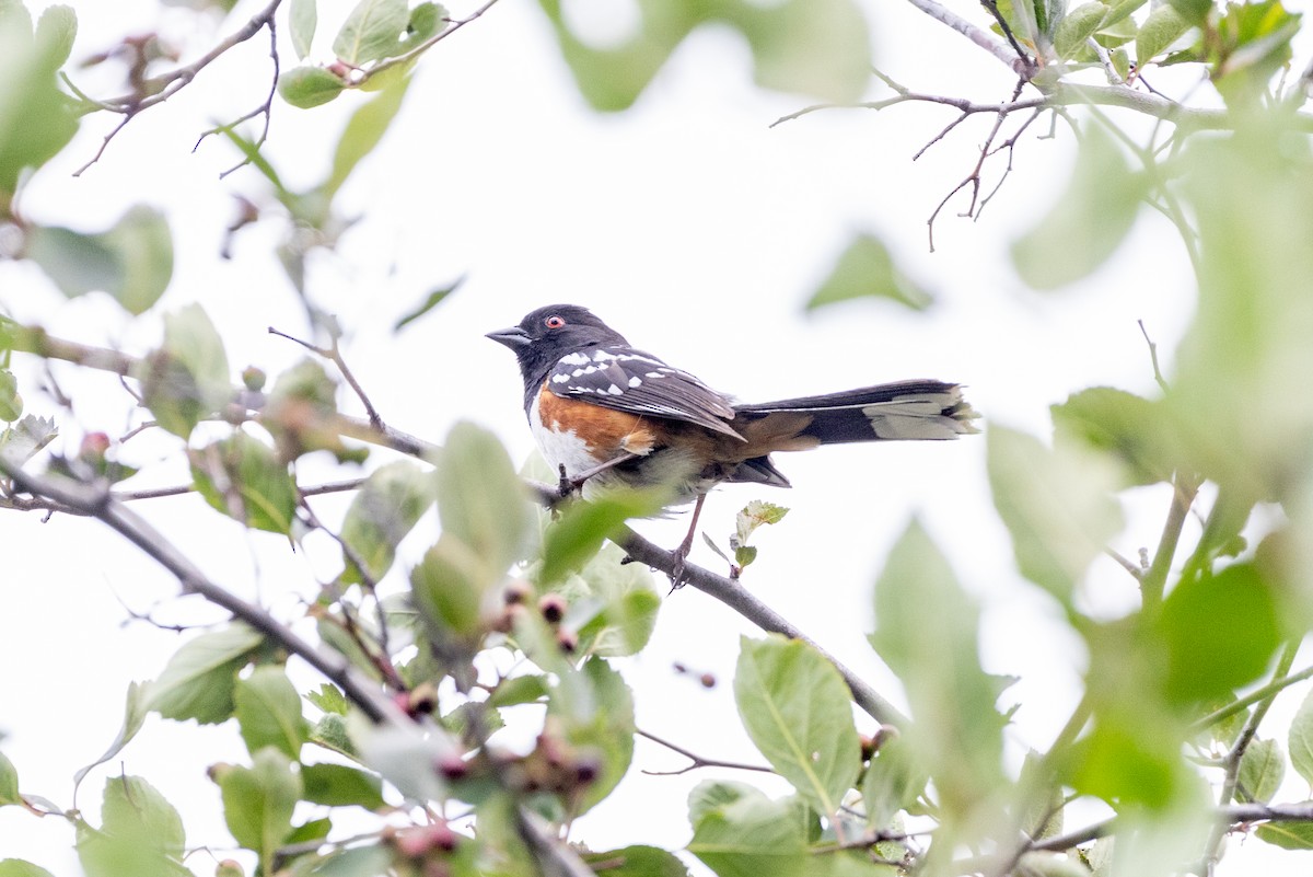Spotted Towhee - ML638572153