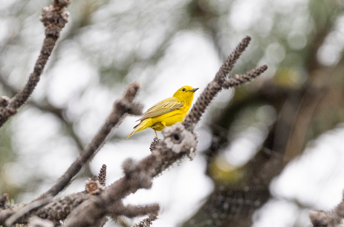 Northern Yellow Warbler - ML638572156