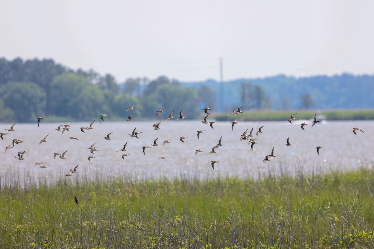 Semipalmated Sandpiper - ML638572164