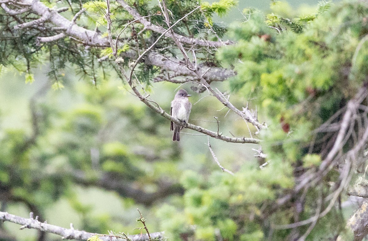 Olive-sided Flycatcher - ML638572173