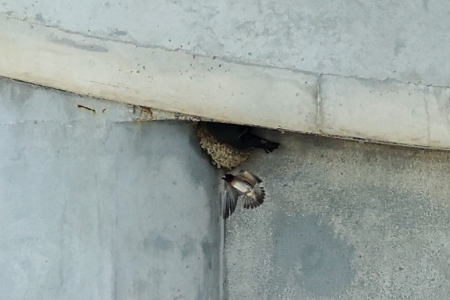 Cliff Swallow - ML638572174