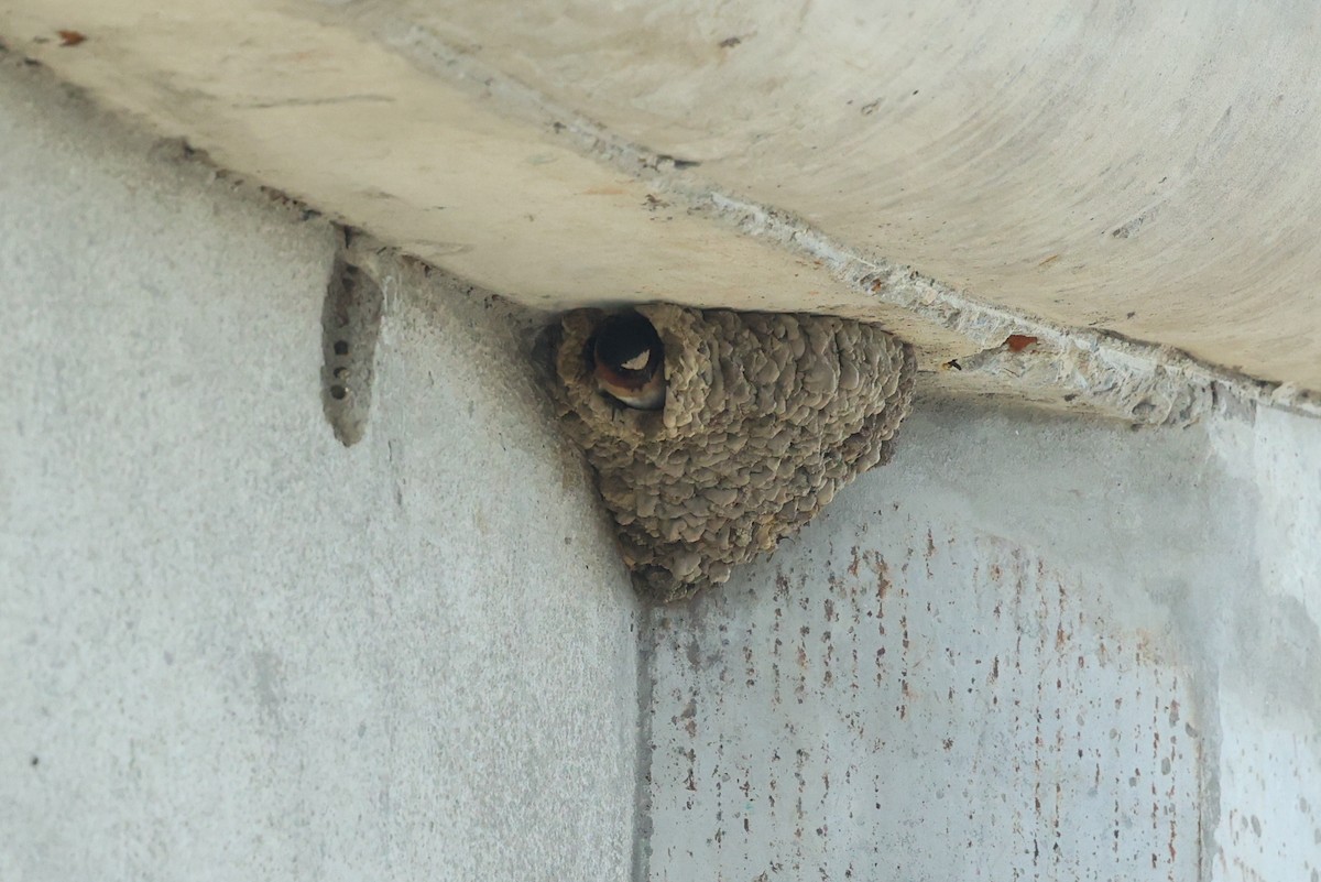 Cliff Swallow - ML638572175