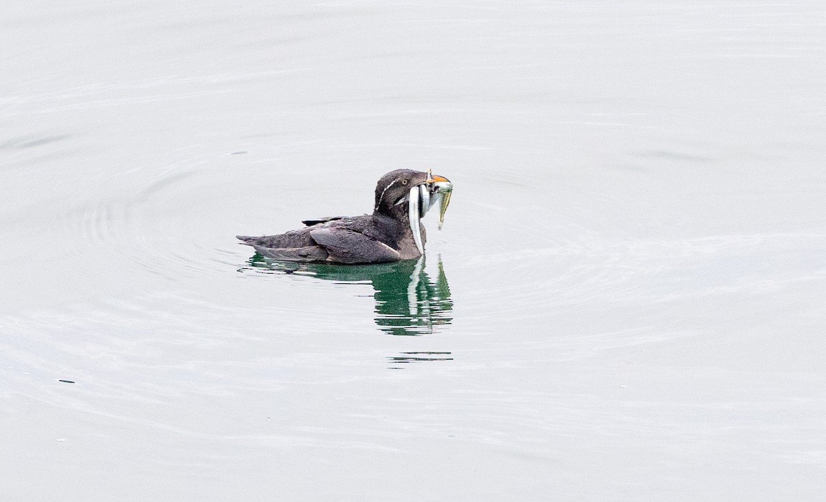 Rhinoceros Auklet - ML638572193
