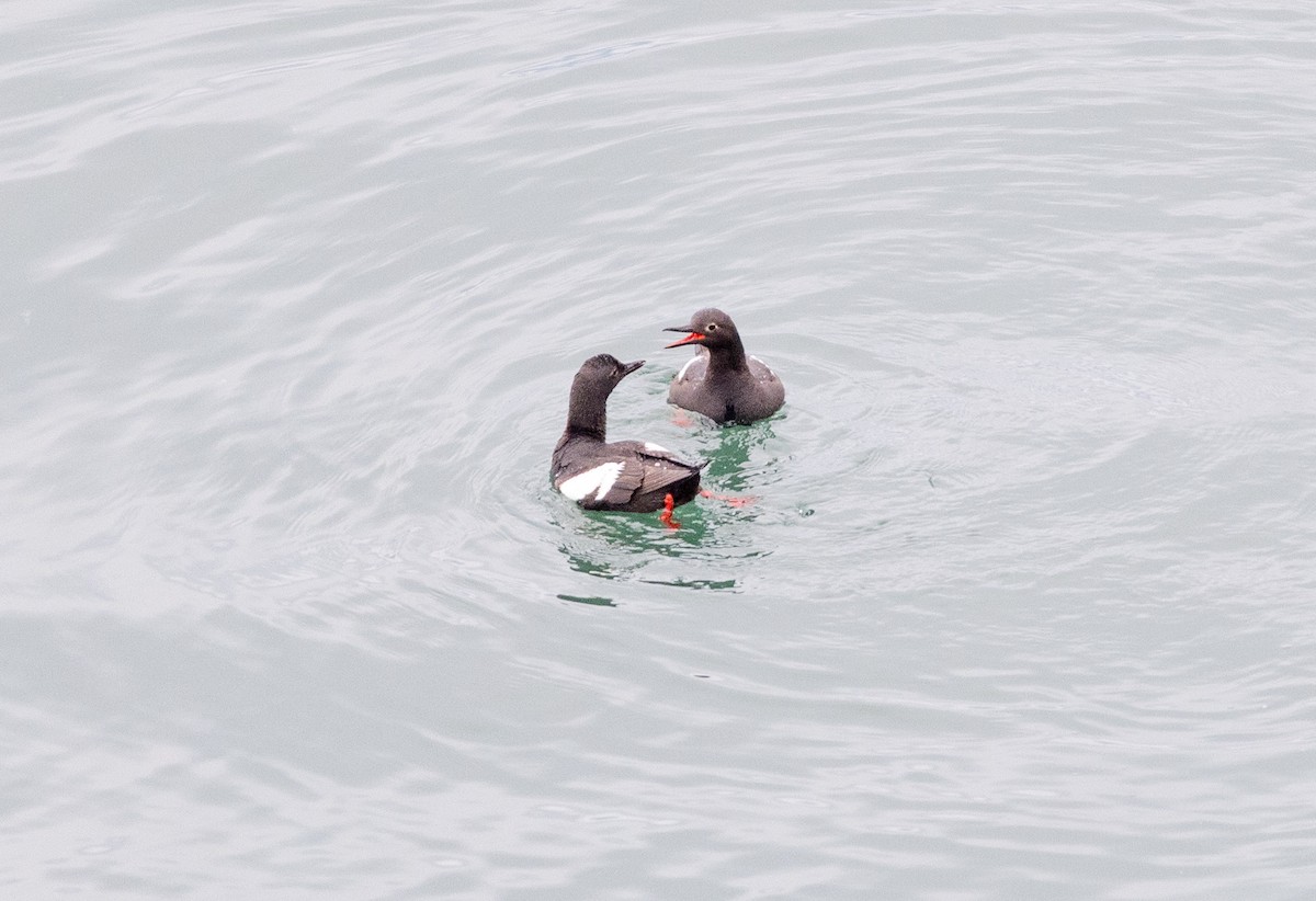 Pigeon Guillemot - ML638572195