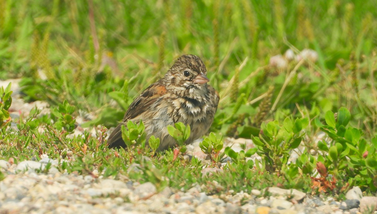 Vesper Sparrow - ML638572212