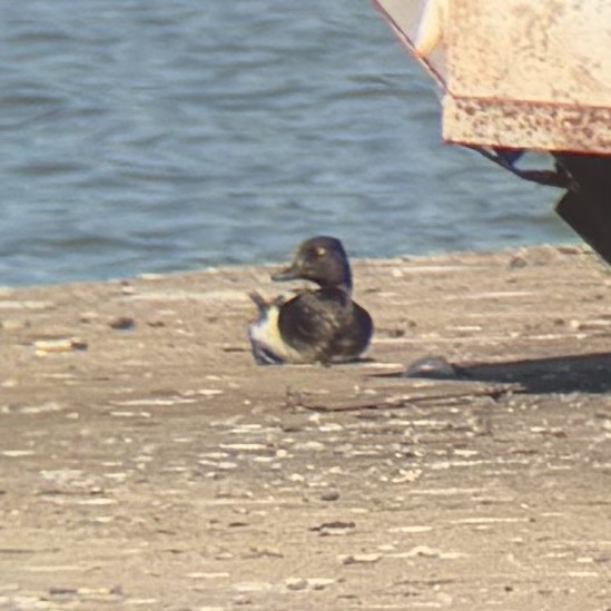 Lesser Scaup - ML638572218