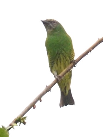 Swallow Tanager - ML638572220