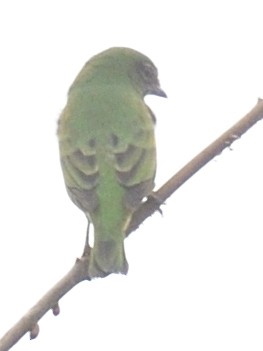 Swallow Tanager - ML638572221