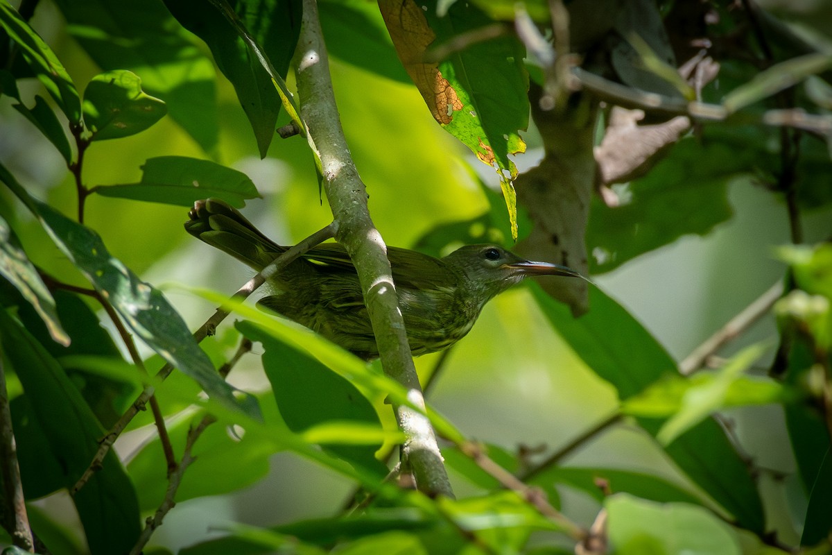 Purple-naped Spiderhunter - ML638572225