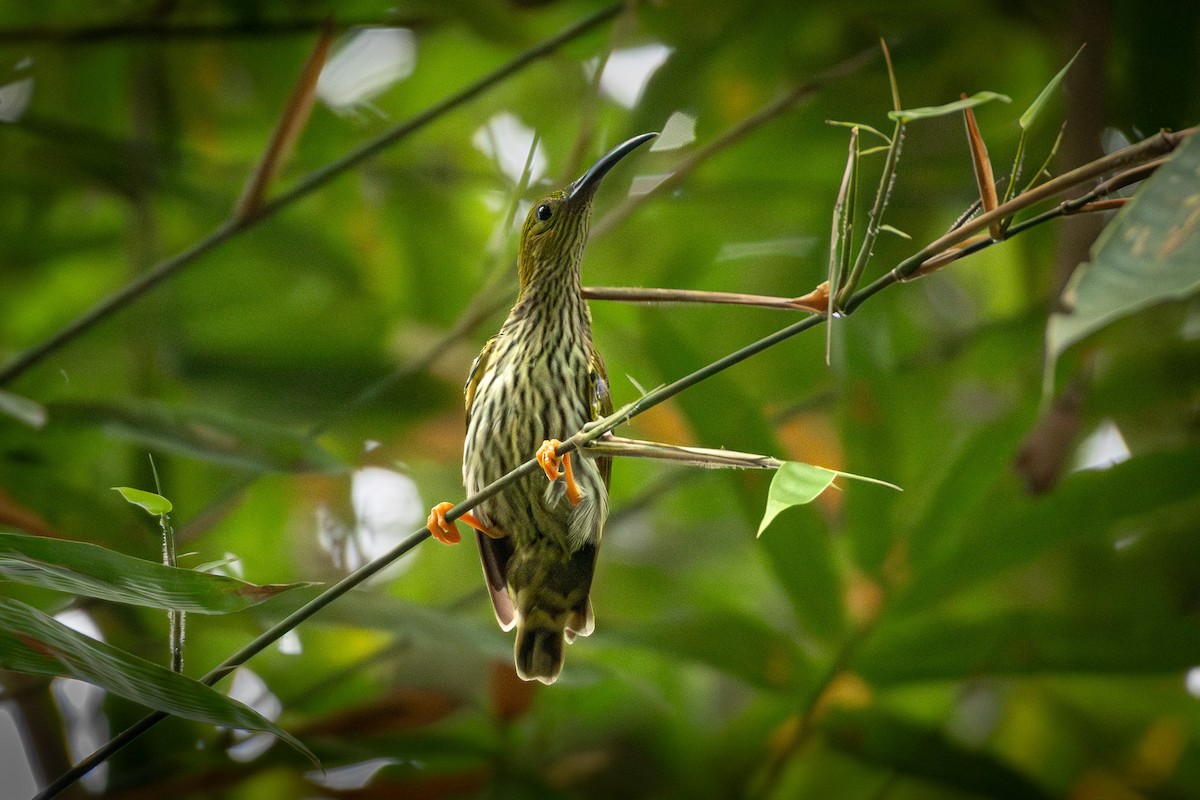 Streaked Spiderhunter - ML638572233
