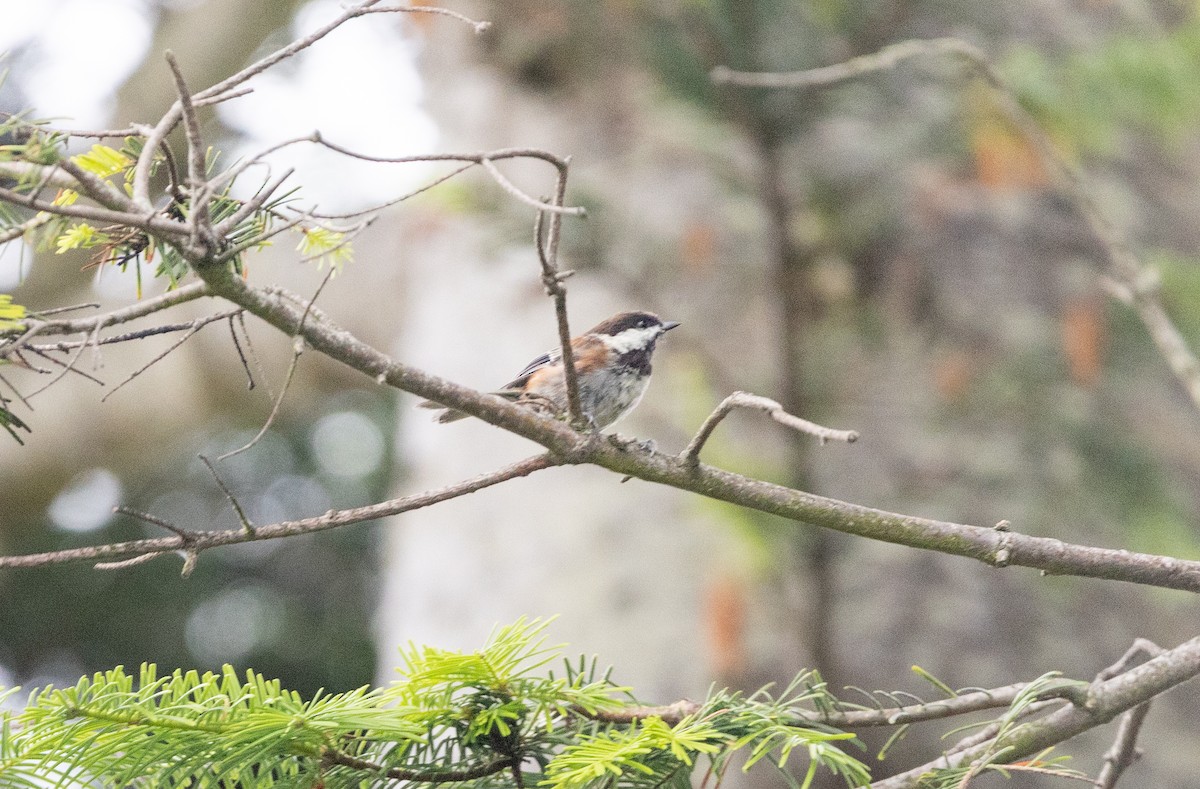 Chestnut-backed Chickadee - ML638572237