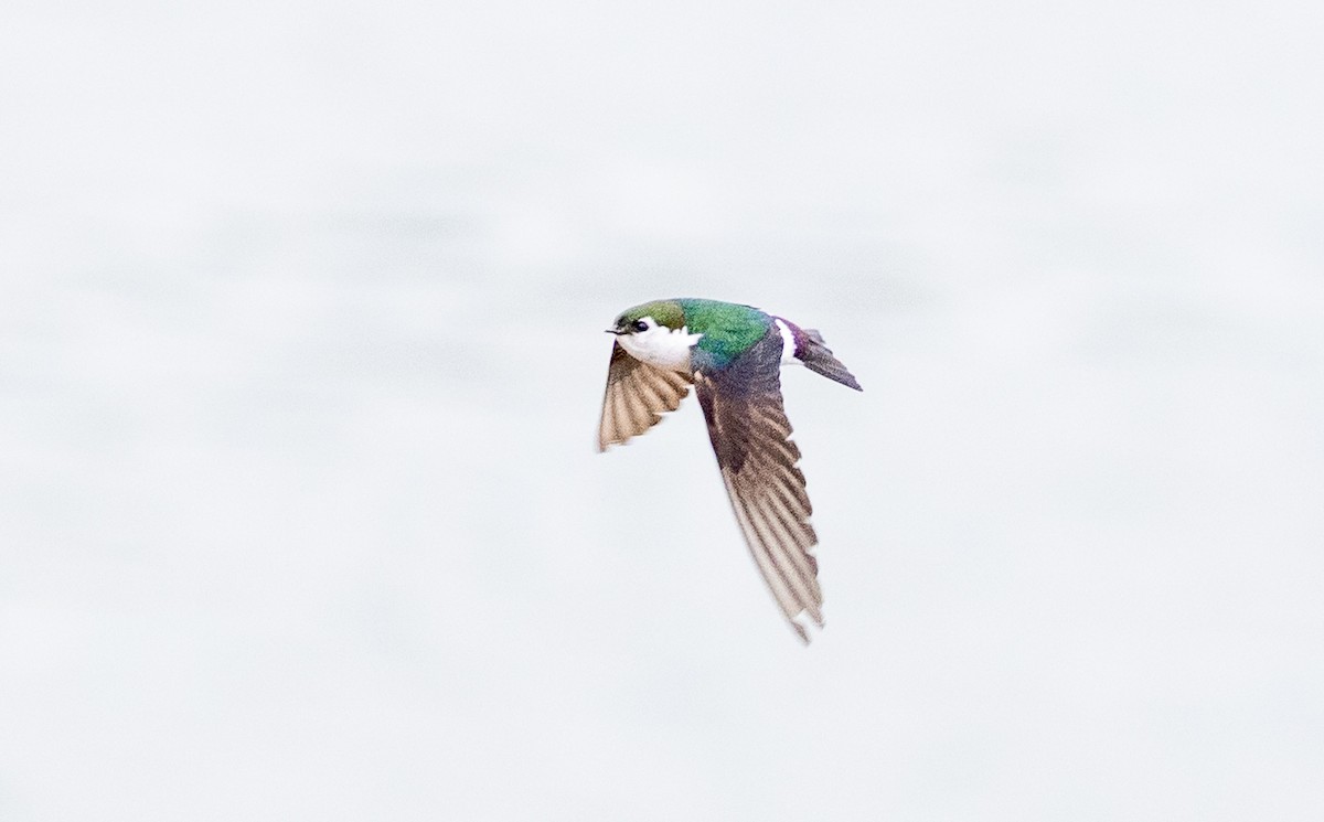Violet-green Swallow - ML638572245
