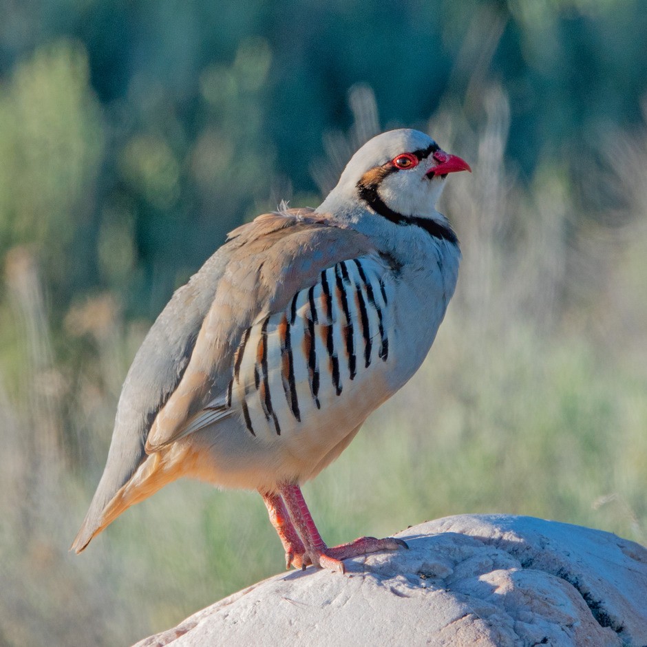Chukar - ML638572247