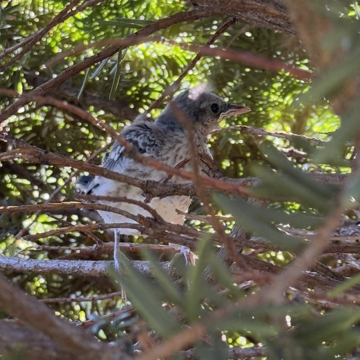 Northern Mockingbird - ML638572255