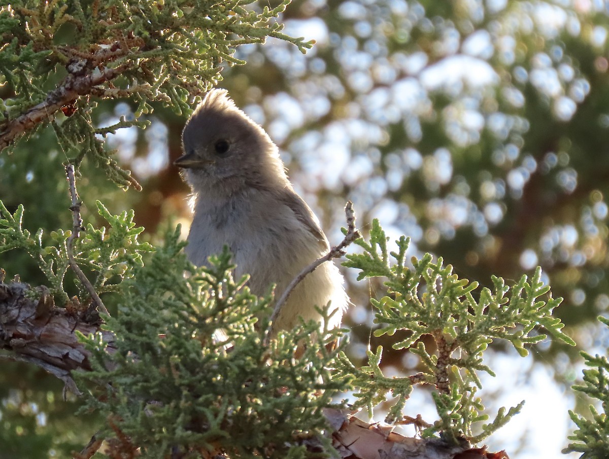 Juniper Titmouse - ML638572276