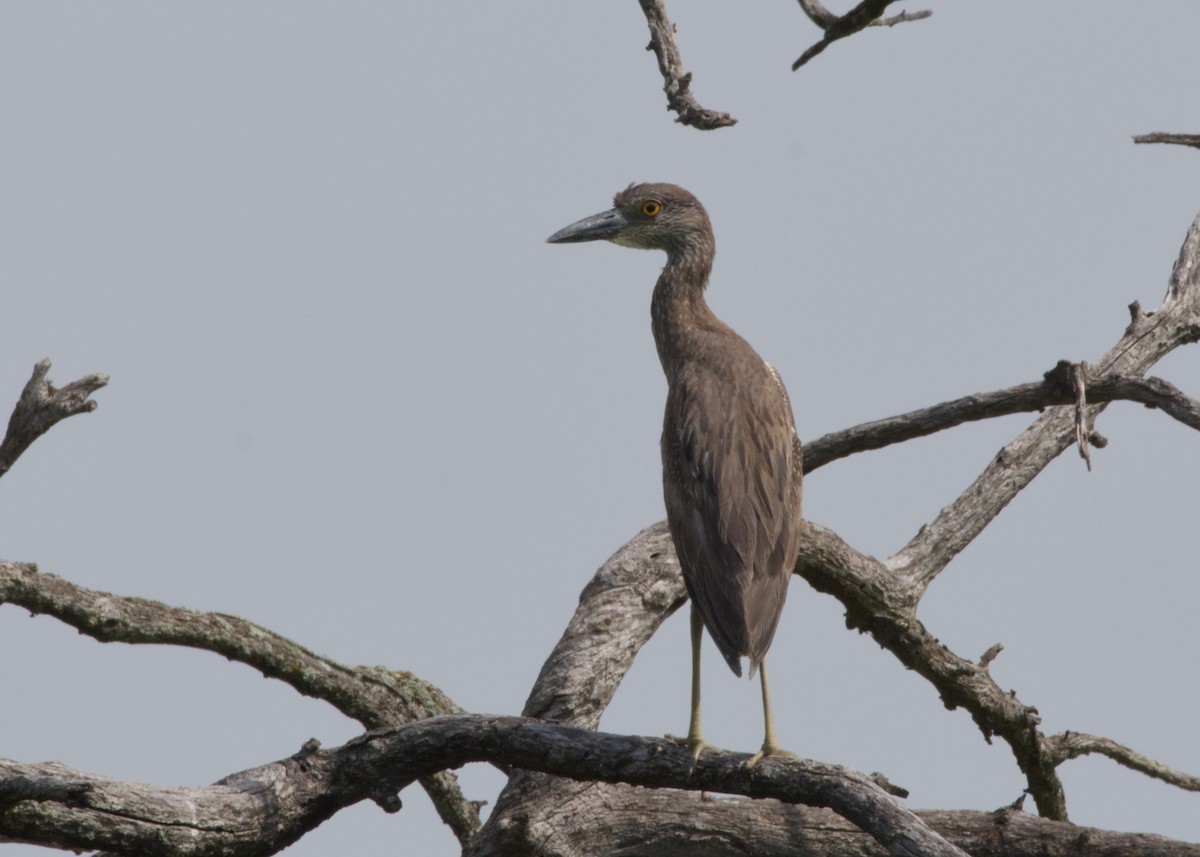 Yellow-crowned Night Heron - ML638572281