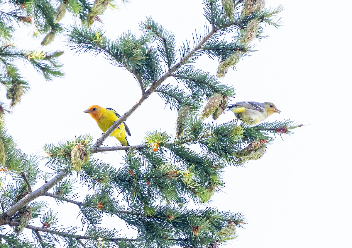 Western Tanager - ML638572283