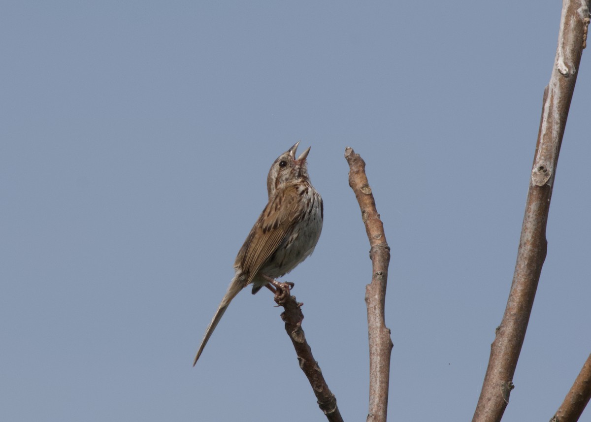 Song Sparrow - ML638572287
