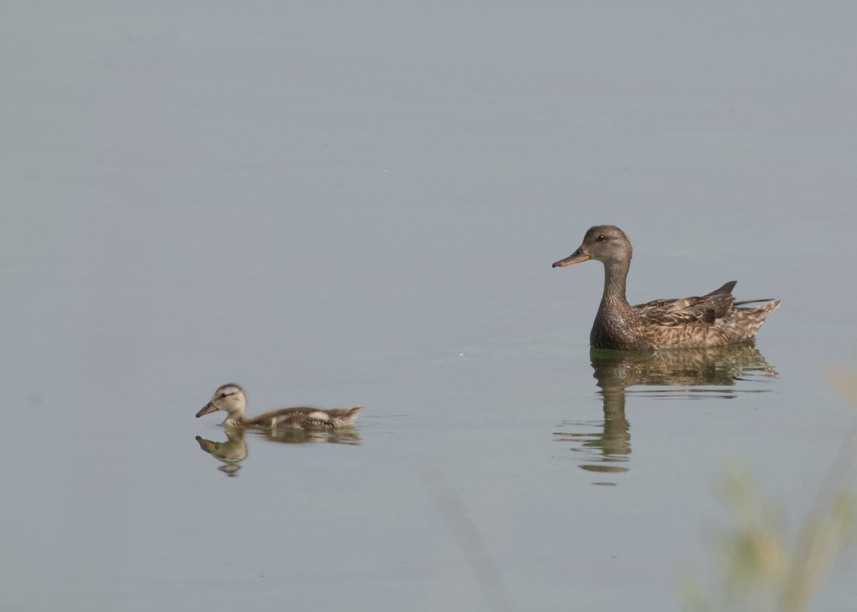 Mallard - ML638572296
