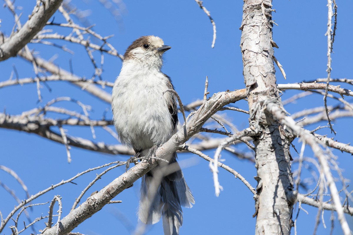 Canada Jay - ML638572304