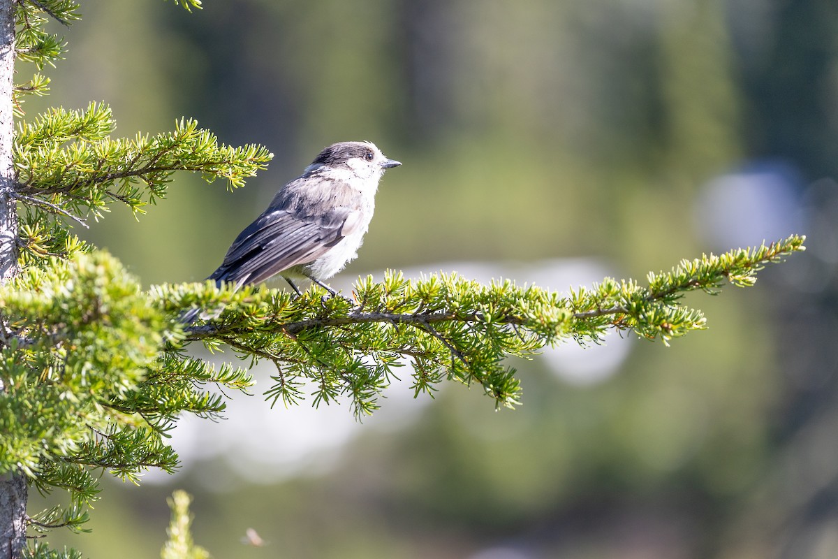 Canada Jay - ML638572305