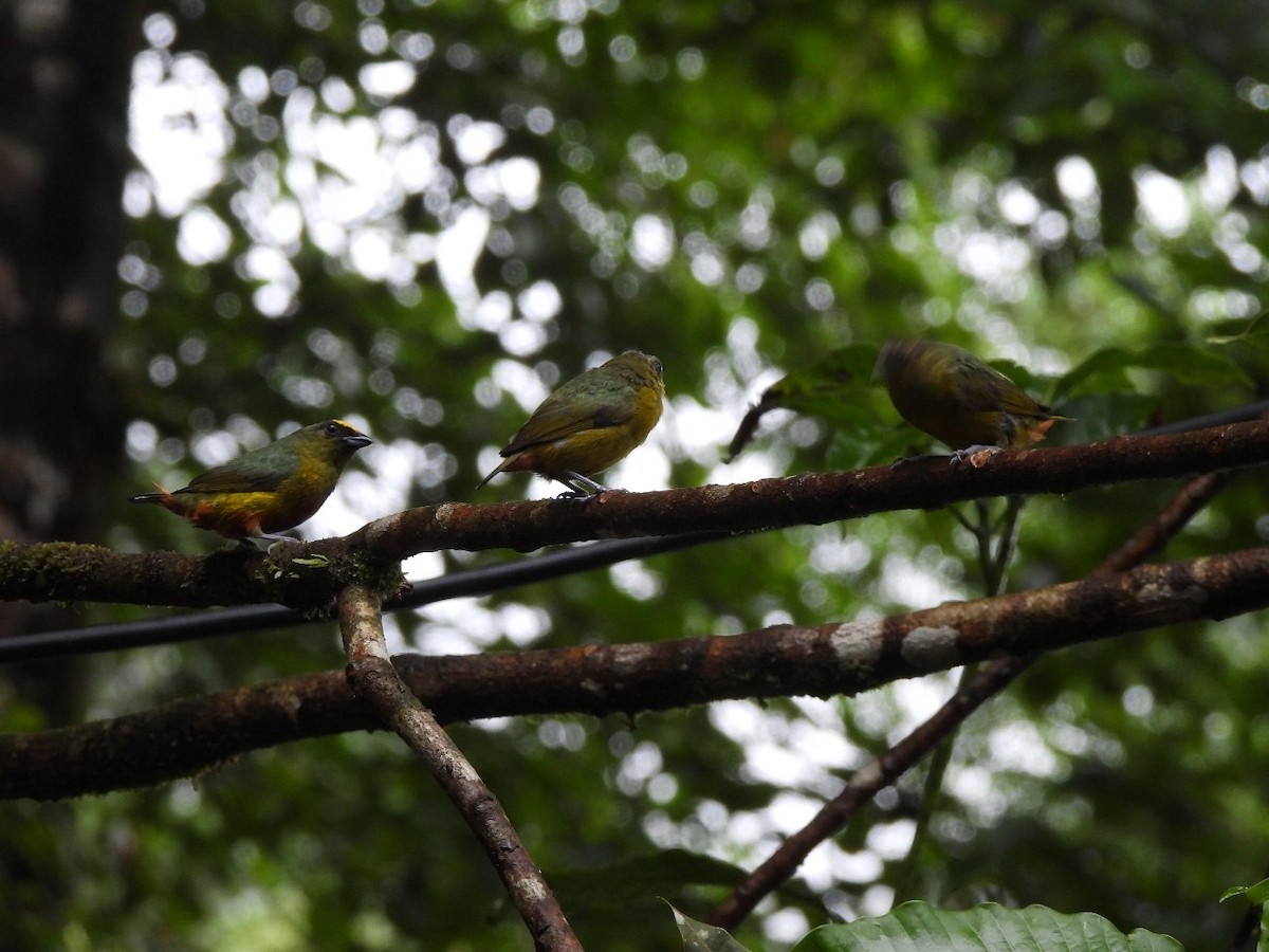 Olive-backed Euphonia - ML638572338