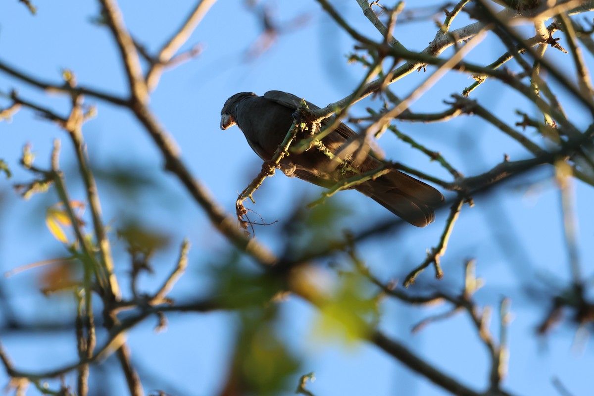 Greater Vasa Parrot - ML638572370